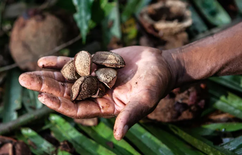 Castanhas-do-Brasil da COOPAITER