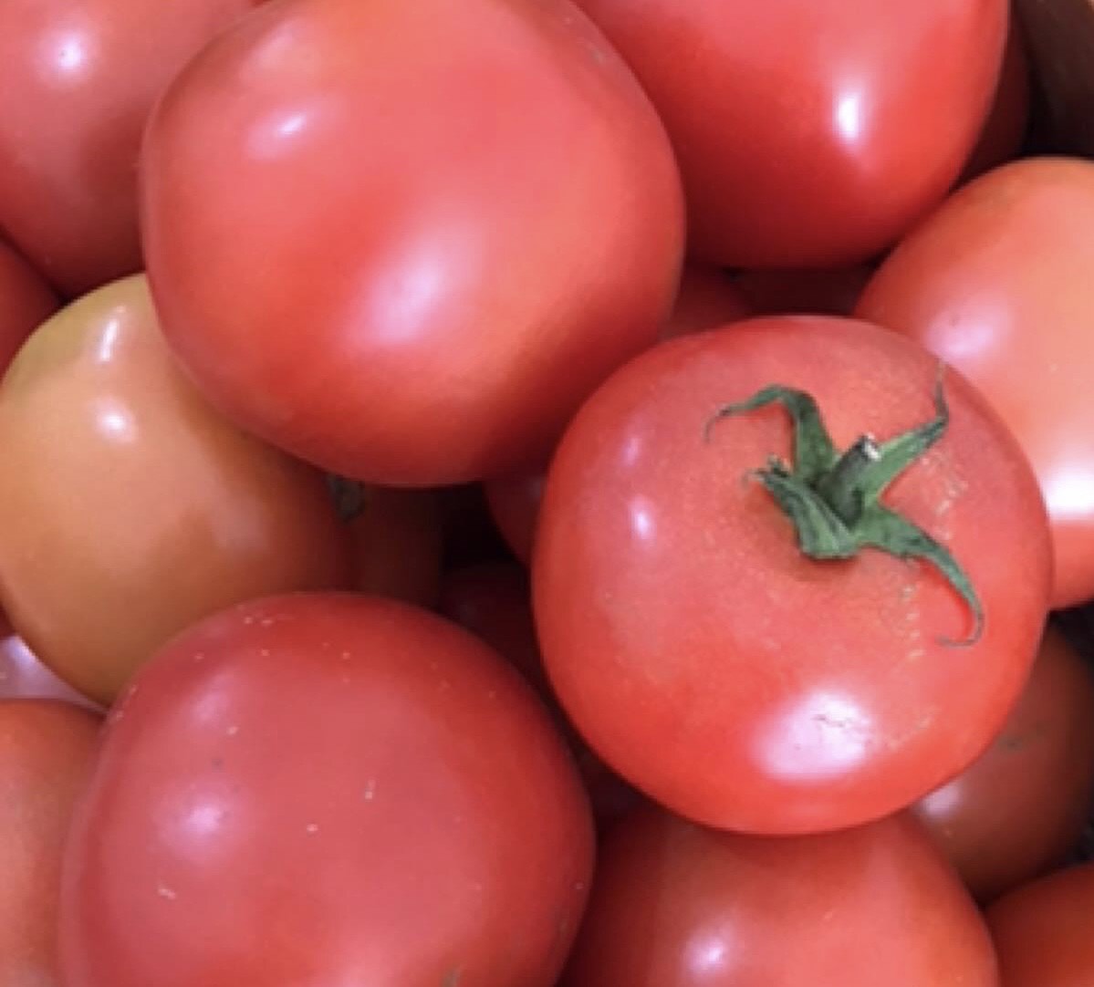 TOMATE SALADA/ITALIANO ORGÂNICO